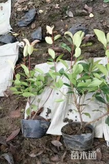1公分红叶石楠
