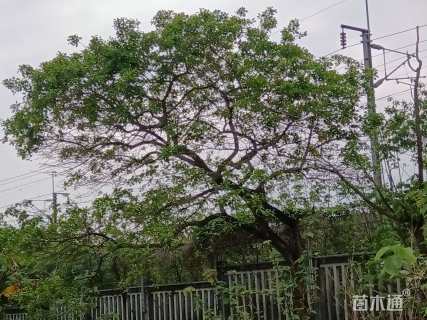 20公分红果冬青