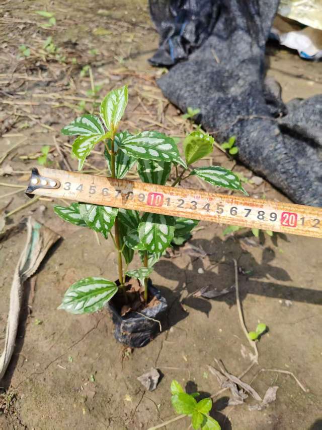 高度10厘米冷水花
