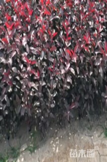 高度50厘米矮樱