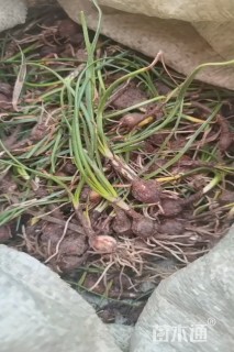 高度15厘米葱兰