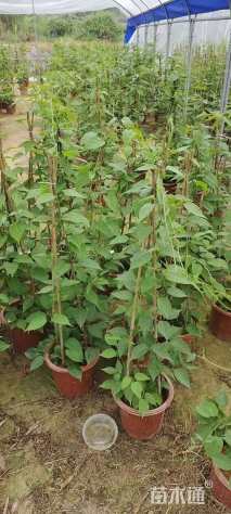 100厘米炮仗花