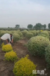 冠幅80厘米银基小腊球