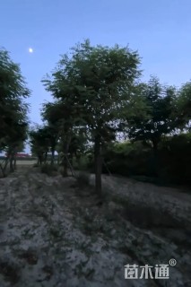 15公分香花槐