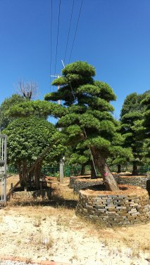 28公分造型日本罗汉松