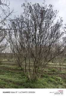 高度400厘米丛生紫薇