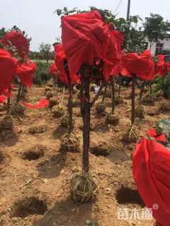 10公分造型月季