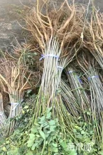 高度30厘米紫穗槐小苗