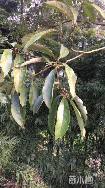 30公分黑壳楠