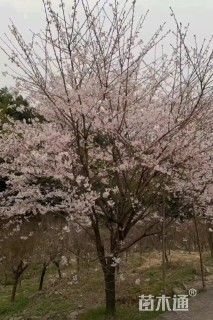 28公分樱花