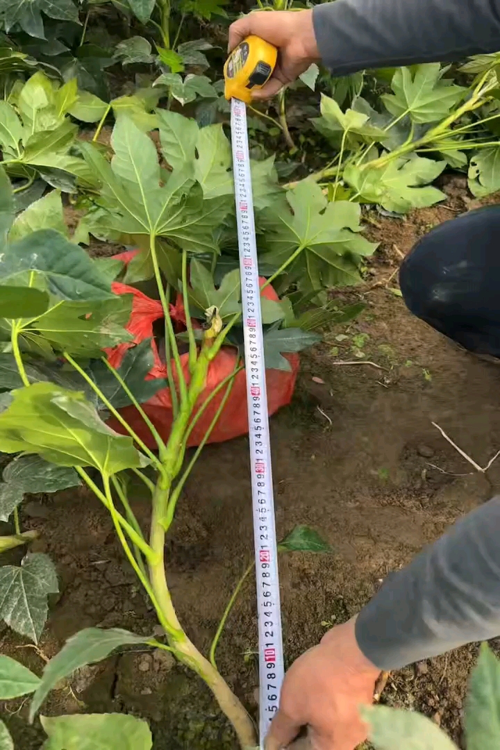 高度70厘米八角金盘小苗