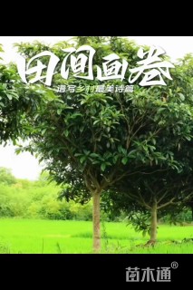 9公分枇杷