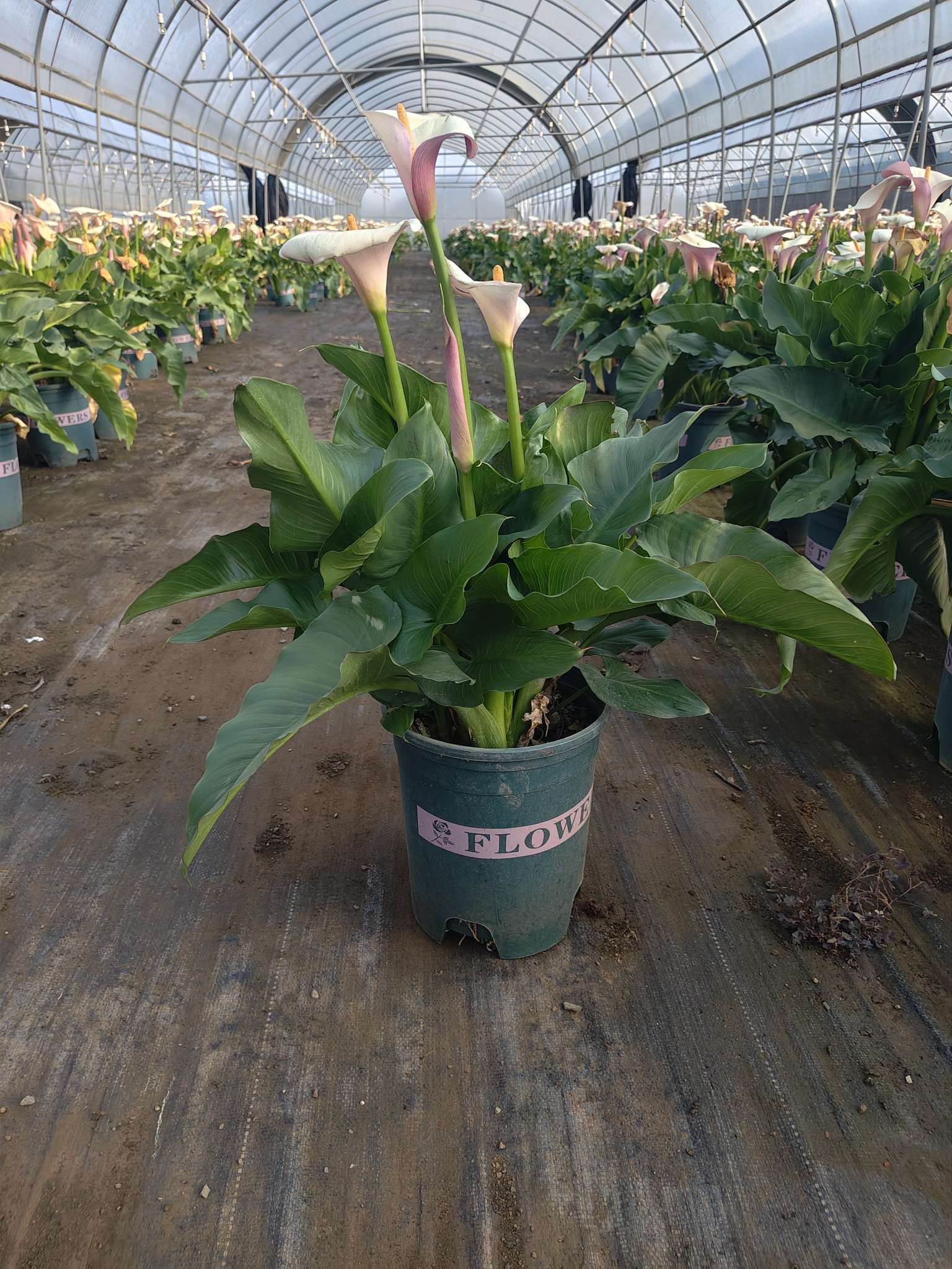 高度40厘米马蹄莲