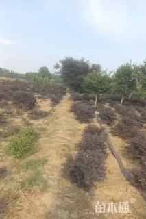 冠幅120厘米红花继木球