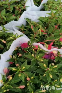 高度20厘米倒挂金钟