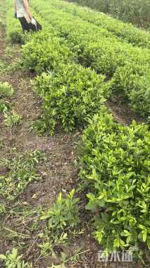 高度25厘米毛鹃小苗