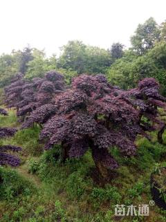 300厘米造型红花继木桩