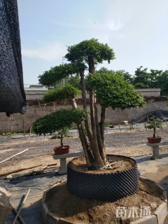 80公分造型对节白蜡