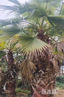 裸干高300厘米华棕