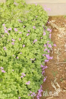 高度30厘米红花酢浆草