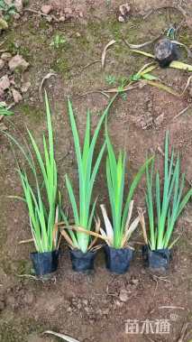 高度28厘米西伯利亚鸢尾