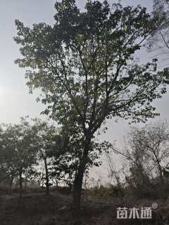 40公分黄葛树