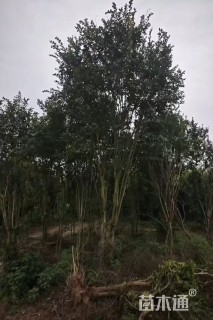 高度400厘米丛生紫薇
