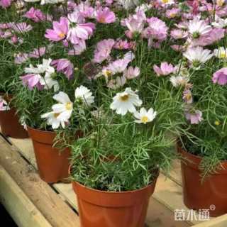 高度30厘米波斯菊