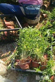 高度30厘米千屈菜