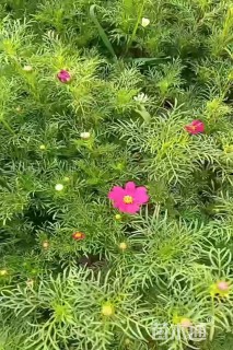 高度30厘米波斯菊