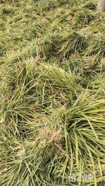 高度15厘米丹麦草