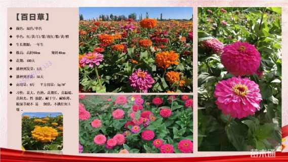 百日草种子