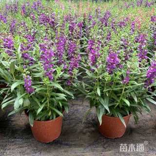 高度40厘米香彩雀