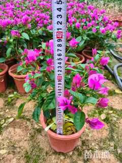 高度50厘米三角梅