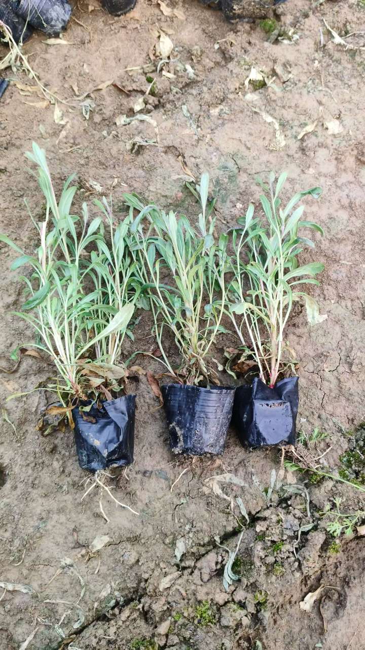 高度20厘米山桃草