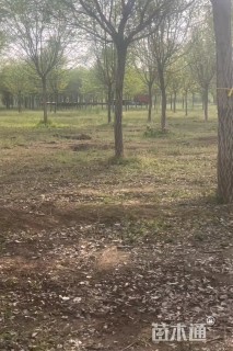 14公分流苏树