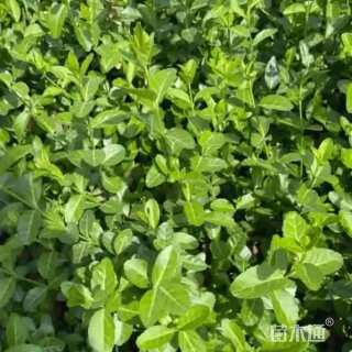 20厘米小叶扶芳藤