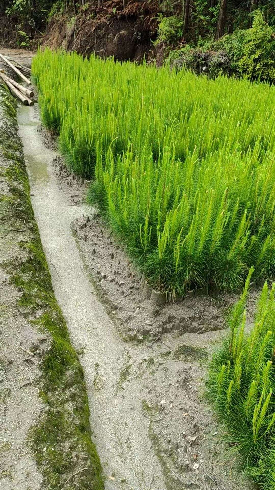 高度50厘米马尾松