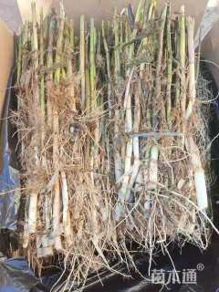 高度100厘米芦苇