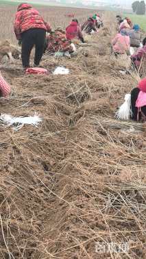 高度60厘米紫穗槐