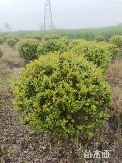 冠幅100厘米金森女贞球