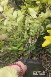 高度45厘米金森女贞