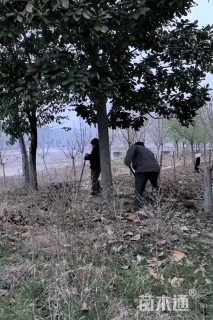 21公分广玉兰