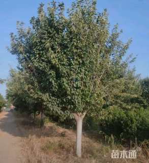 13公分樱花
