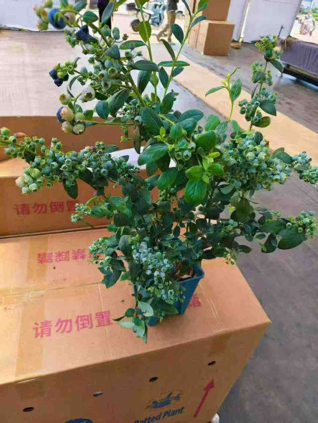 高度80厘米蓝莓