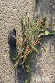 高度15厘米千鸟花