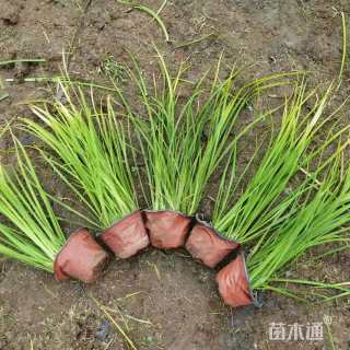 高度20厘米地被石竹