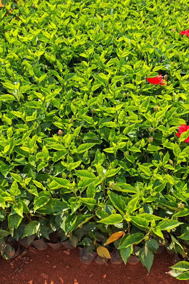高度30厘米扶桑