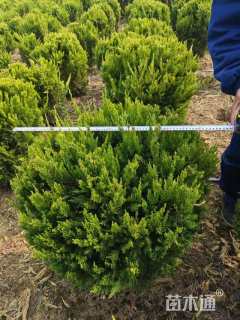 冠幅150厘米龙柏球