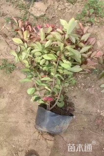 高度60厘米红叶石楠中桶苗